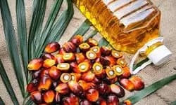 Minyak Kernel Sawit Mentah